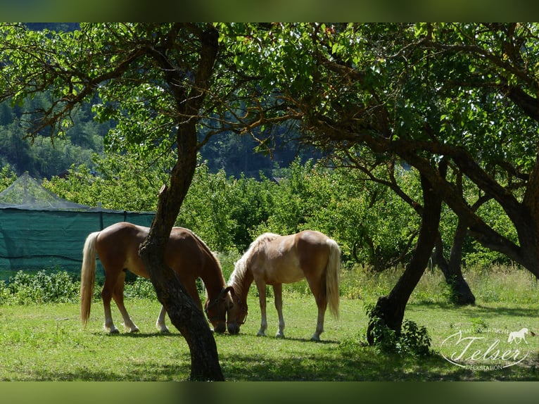 Haflinger Ruin 6 Jaar  in Nauders