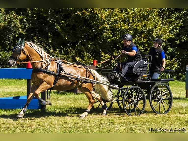 Haflinger Ruin 6 Jaar  in Nauders