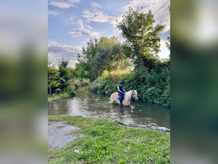 Haflinger Ruin 6 Jaar  in Ebenfurth