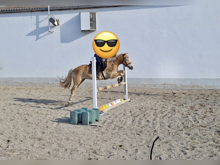 Haflinger Ruin 6 Jaar  in Ebenfurth