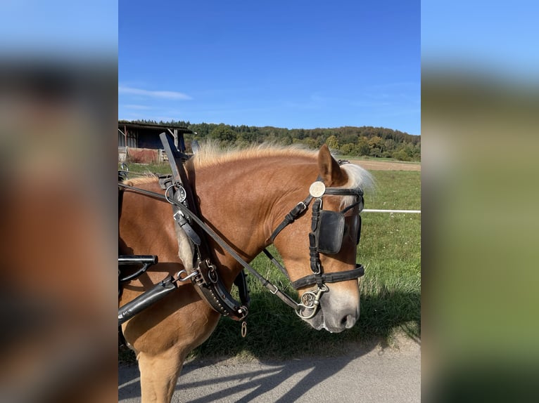 Haflinger Ruin 6 Jaar Vos in Buseck