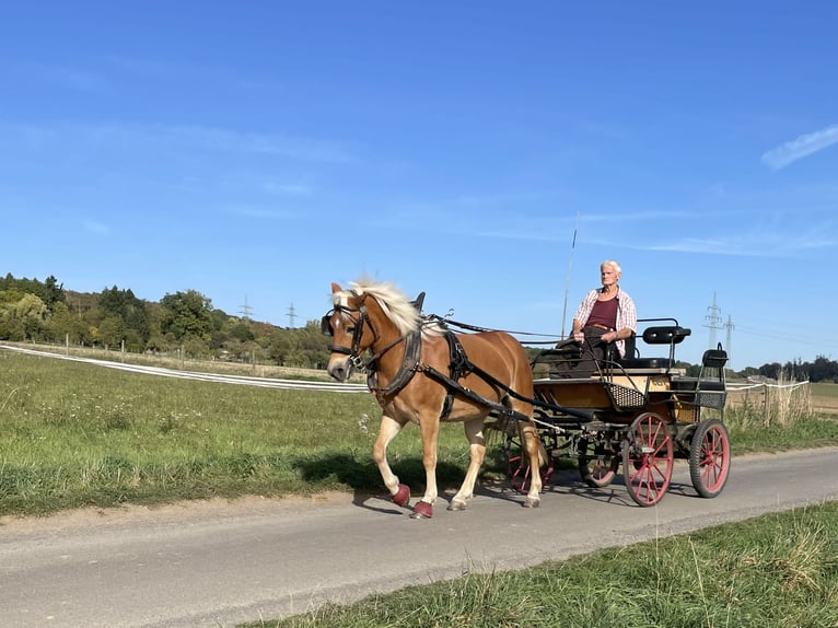 Haflinger Ruin 6 Jaar Vos in Buseck