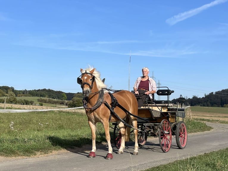 Haflinger Ruin 6 Jaar Vos in Buseck