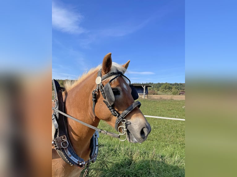 Haflinger Ruin 6 Jaar Vos in Buseck