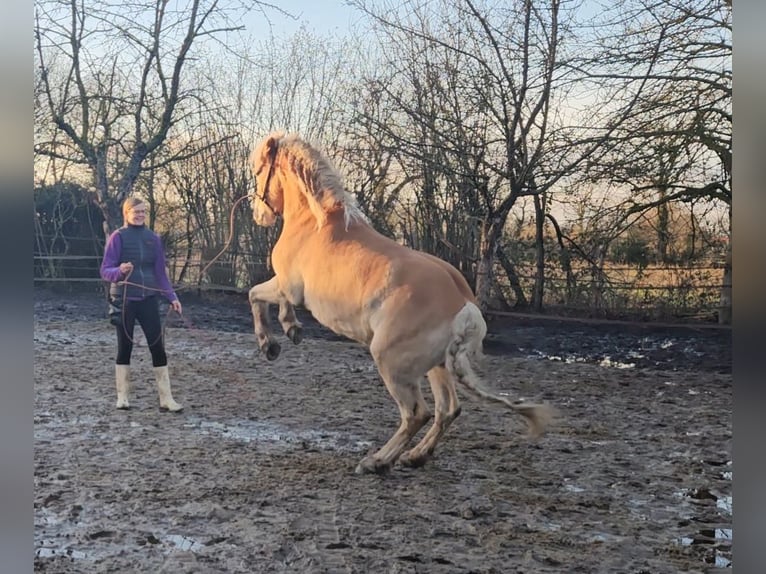 Haflinger Ruin 7 Jaar 143 cm Roodvos in Westerstede