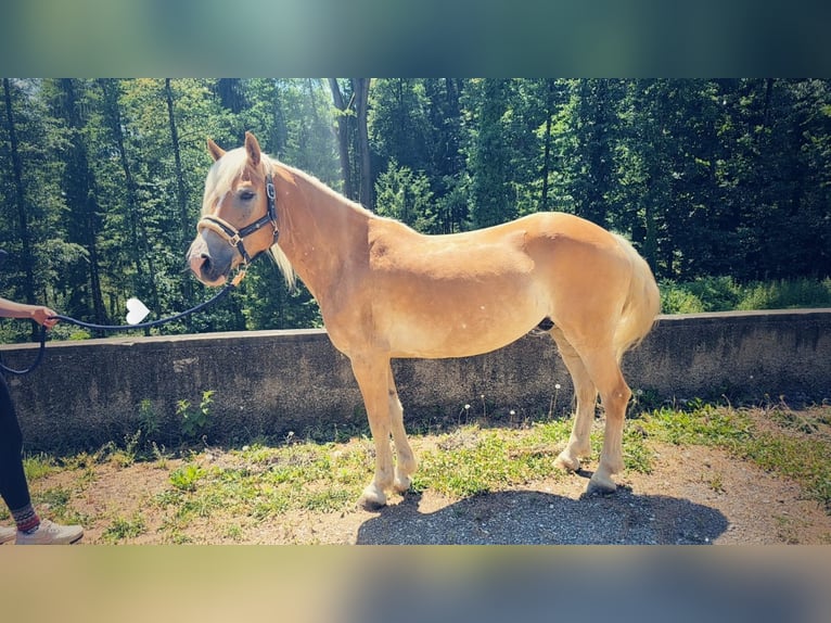 Haflinger Ruin 7 Jaar 143 cm Vos in G&#xF6;tzendorf an der Leitha