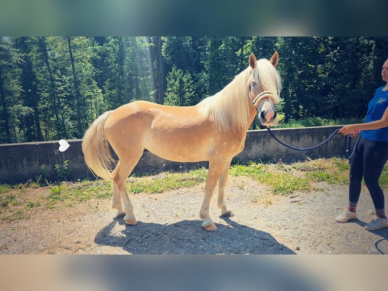 Haflinger Ruin 7 Jaar 143 cm Vos in G&#xF6;tzendorf an der Leitha