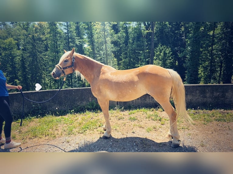 Haflinger Ruin 7 Jaar 143 cm Vos in G&#xF6;tzendorf an der Leitha
