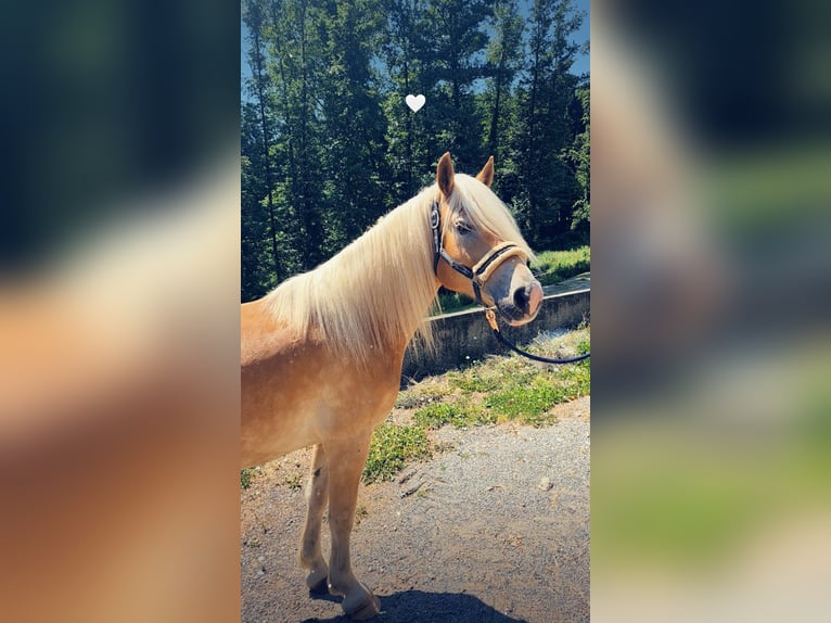 Haflinger Ruin 7 Jaar 143 cm Vos in G&#xF6;tzendorf an der Leitha