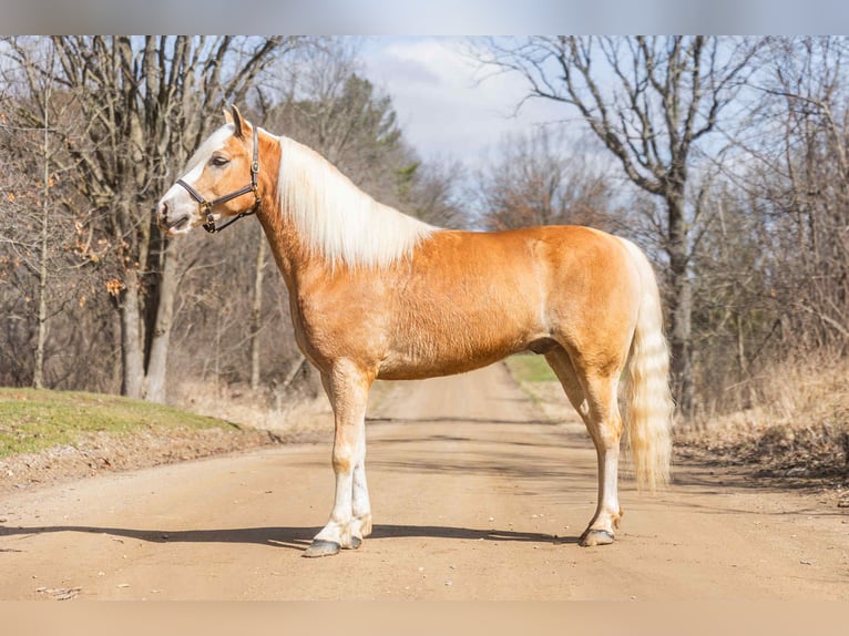 Haflinger Ruin 7 Jaar 145 cm Palomino in Howell, MI