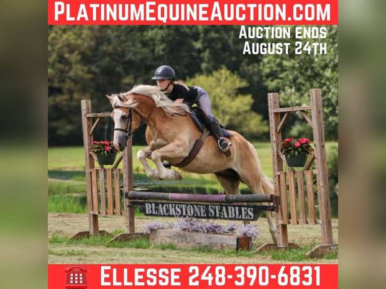 Haflinger Ruin 7 Jaar 145 cm Palomino in Howell, MI