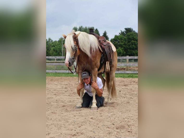 Haflinger Ruin 7 Jaar 145 cm Palomino in Howell, MI