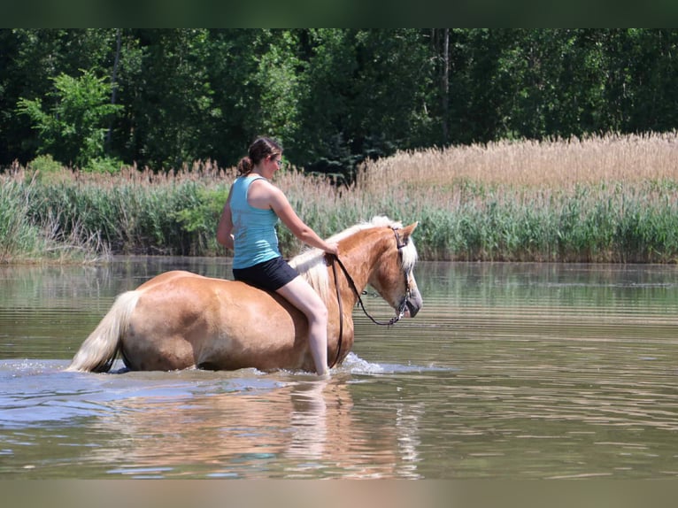 Haflinger Ruin 7 Jaar 145 cm Palomino in Howell, MI