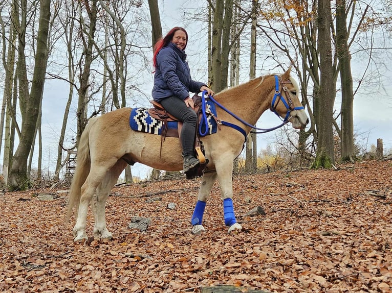 Haflinger Ruin 7 Jaar 146 cm Vos in Linkenbach