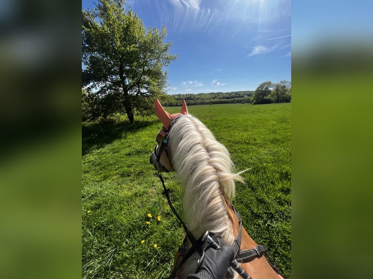 Haflinger Ruin 7 Jaar 148 cm Vos in Elsoff