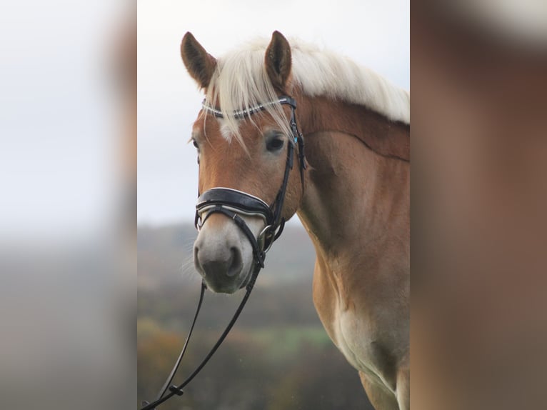 Haflinger Ruin 7 Jaar 148 cm Vos in Elsoff