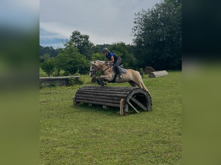 Haflinger Ruin 7 Jaar 150 cm Vos in Poppichl