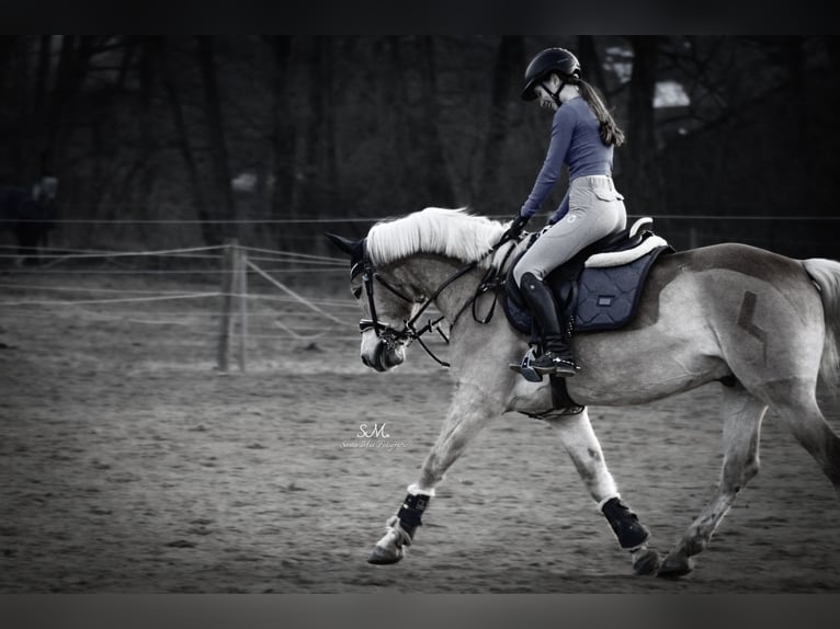 Haflinger Ruin 7 Jaar 150 cm Vos in Mengerskirchen
