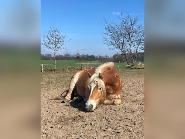 Haflinger Ruin 7 Jaar 152 cm Vos in Buchholz in der Nordheide