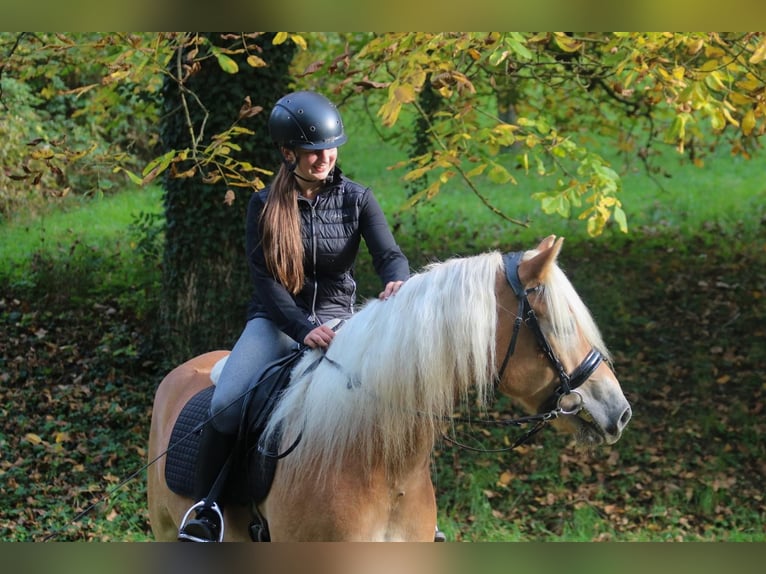 Haflinger Ruin 7 Jaar 153 cm Lichtbruin in Merklingen