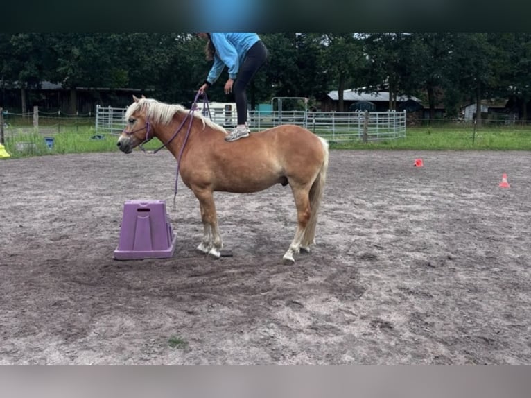 Haflinger Ruin 7 Jaar 153 cm Vos in Vierhöfen