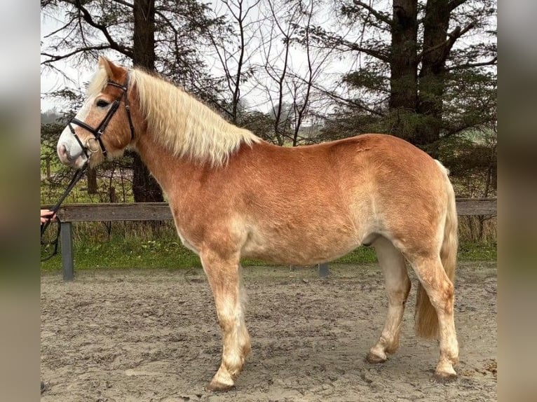 Haflinger Ruin 7 Jaar 154 cm Vos in S&#xFC;derl&#xFC;gum