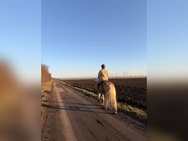 Haflinger Ruin 7 Jaar 155 cm  in Seebergen