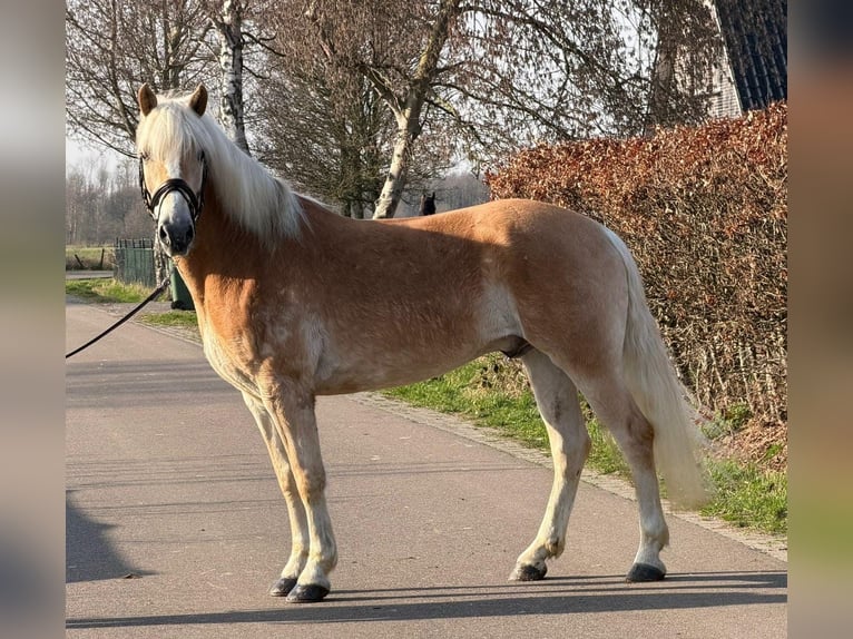 Haflinger Ruin 7 Jaar 161 cm Palomino in Someren