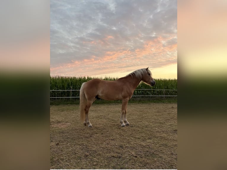 Haflinger Ruin 7 Jaar Donkere-vos in Geetbets