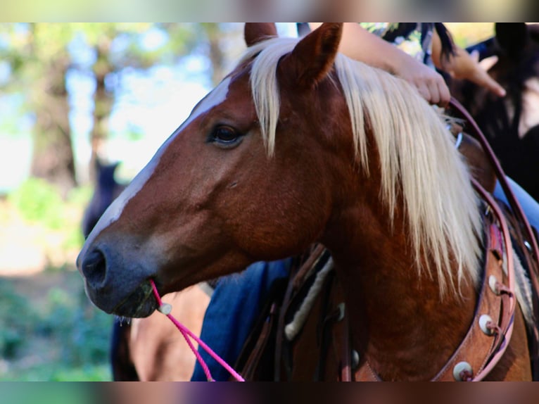 Haflinger Ruin 7 Jaar Donkere-vos in cANTON tx