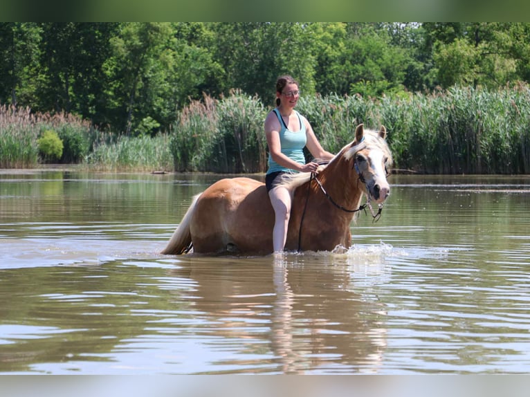 Haflinger Ruin 8 Jaar 145 cm Palomino in Howell, MI