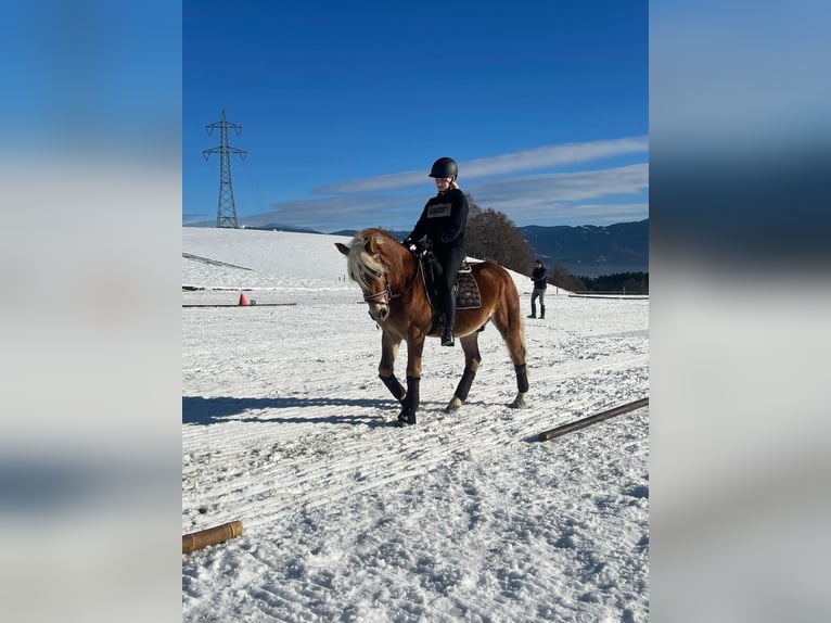 Haflinger Ruin 8 Jaar 145 cm  in Spielberg