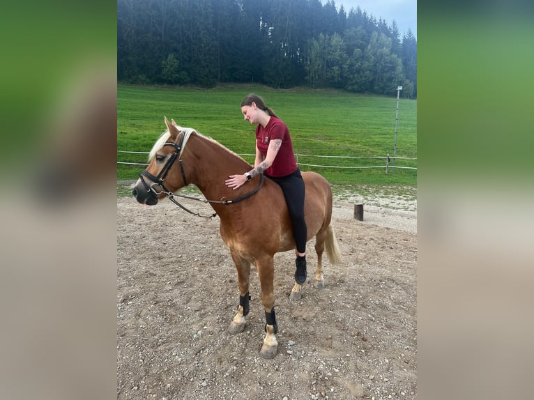 Haflinger Ruin 8 Jaar 145 cm  in Spielberg