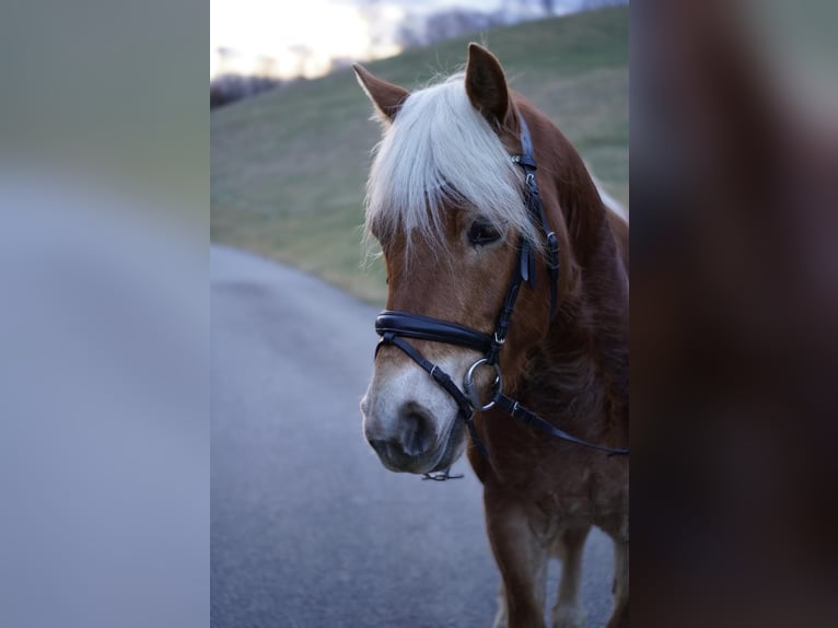 Haflinger Ruin 8 Jaar 145 cm  in Spielberg