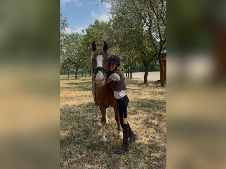 Haflinger Mix Ruin 8 Jaar 145 cm Vos in Neu gaarz