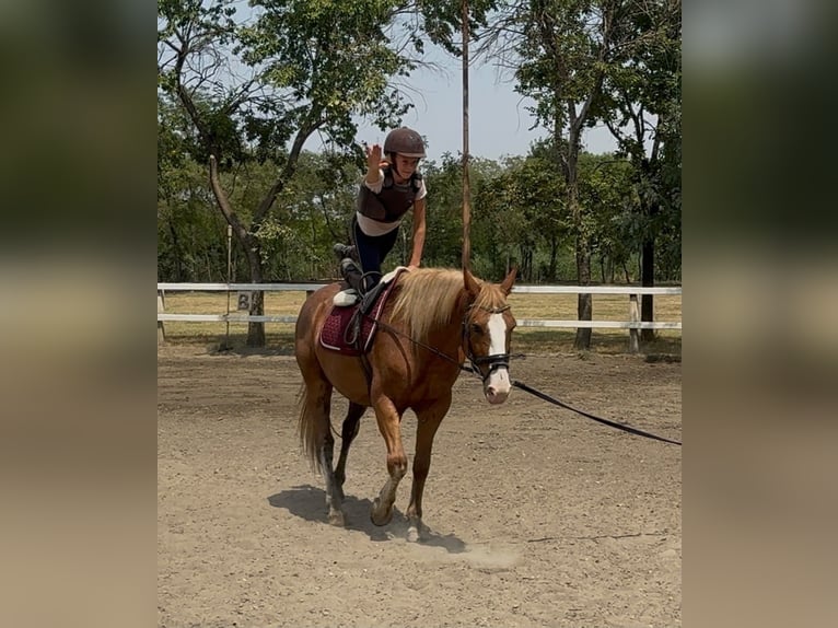 Haflinger Mix Ruin 8 Jaar 145 cm Vos in Neu gaarz