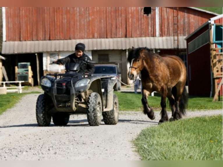 Haflinger Ruin 8 Jaar 147 cm Buckskin in Dundee OH