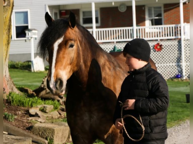 Haflinger Ruin 8 Jaar 147 cm Buckskin in Dundee OH