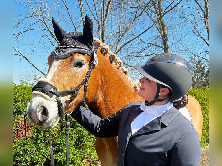 Haflinger Ruin 8 Jaar 150 cm Vos in Edemissen