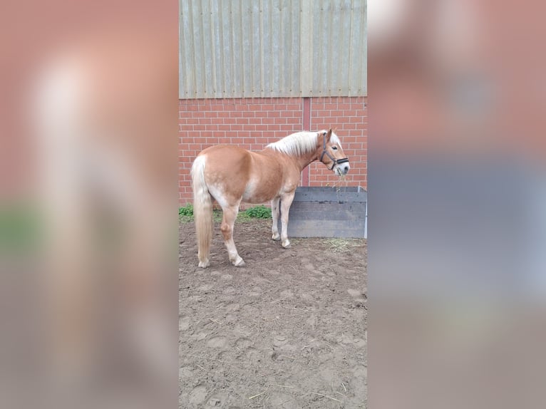 Haflinger Ruin 8 Jaar 152 cm Lichtbruin in Rheurdt