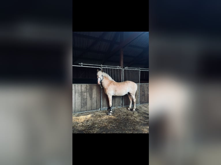 Haflinger Ruin 8 Jaar 153 cm Vos in Telgte