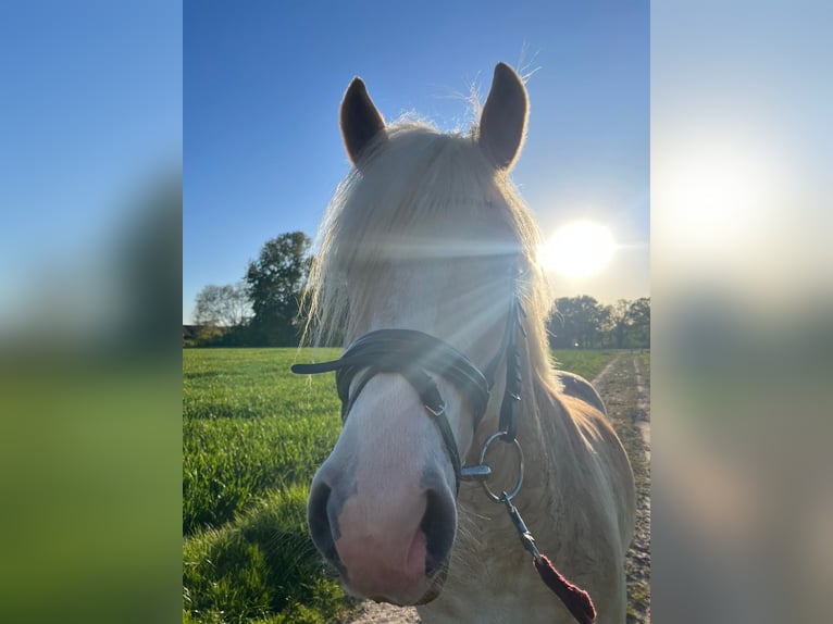 Haflinger Ruin 8 Jaar 153 cm Vos in TelgteTelgte