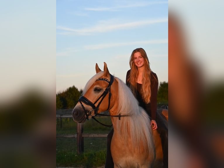 Haflinger Ruin 8 Jaar 154 cm  in Den Dungen