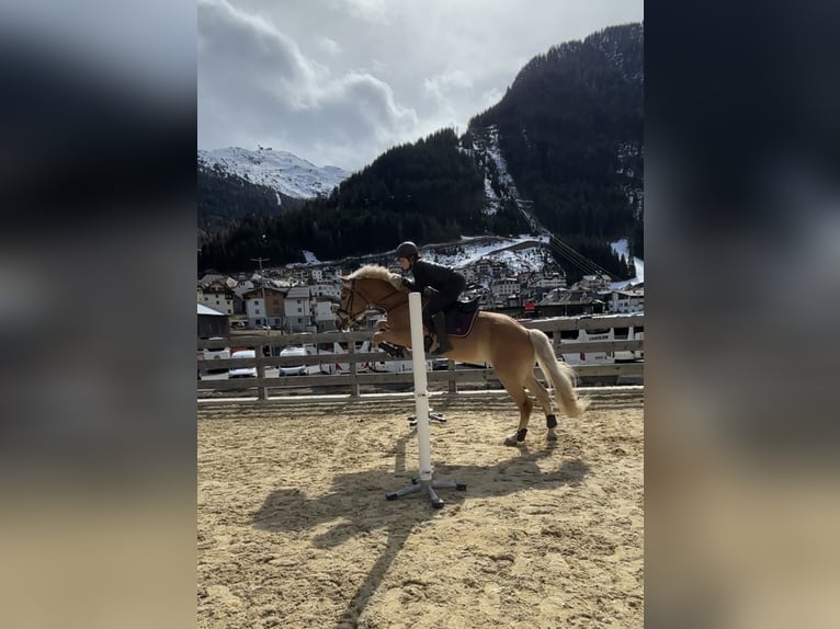 Haflinger Ruin 8 Jaar 156 cm Vos in Galt&#xFC;r