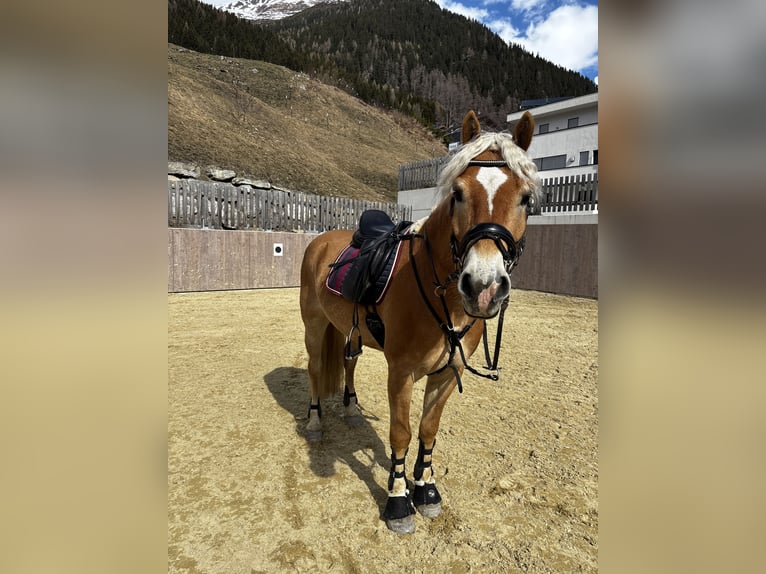 Haflinger Ruin 8 Jaar 156 cm Vos in Galt&#xFC;r