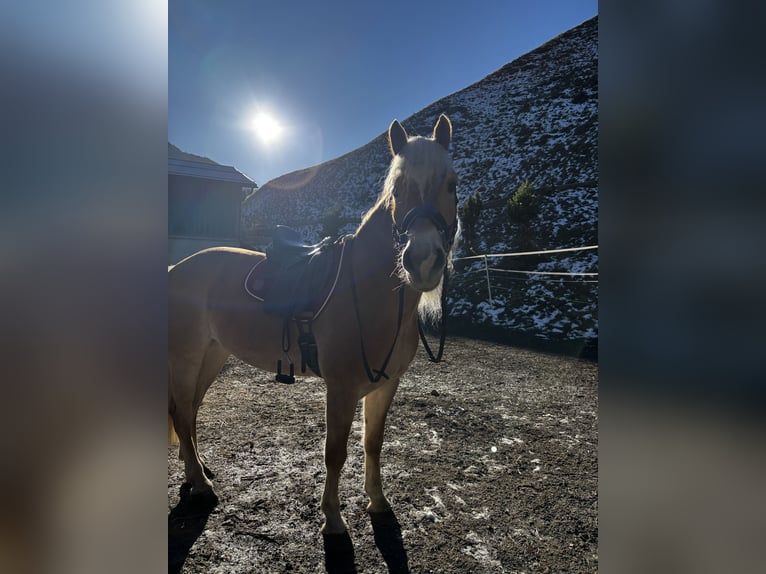 Haflinger Ruin 8 Jaar 156 cm Vos in Galt&#xFC;r
