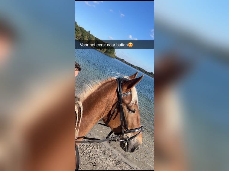 Haflinger Mix Ruin 8 Jaar 160 cm  in Breda
