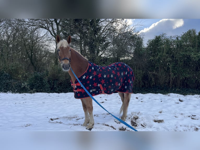 Haflinger Mix Ruin 8 Jaar 160 cm  in Breda
