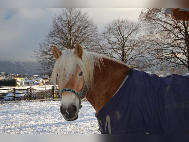 Haflinger Ruin 8 Jaar 160 cm  in Reutte