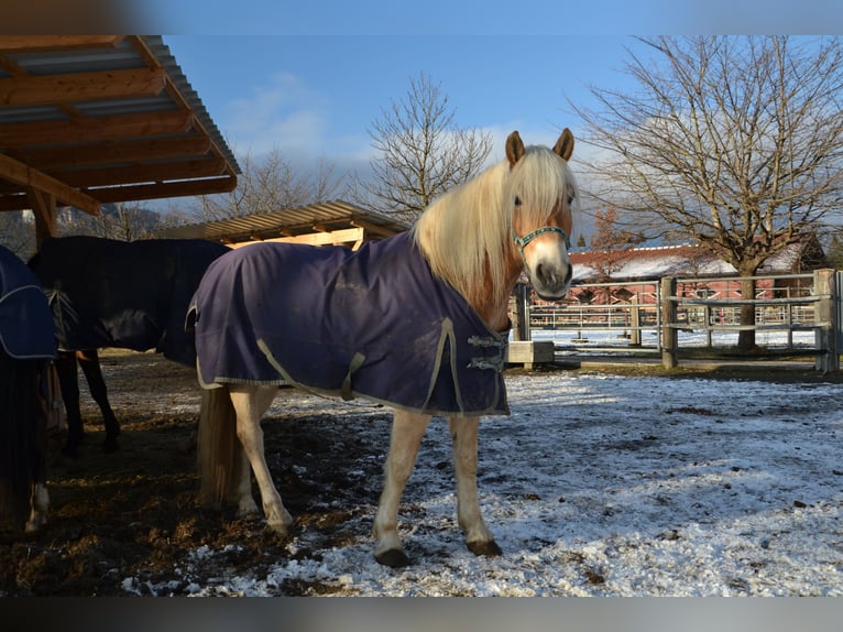 Haflinger Ruin 8 Jaar 160 cm  in Reutte